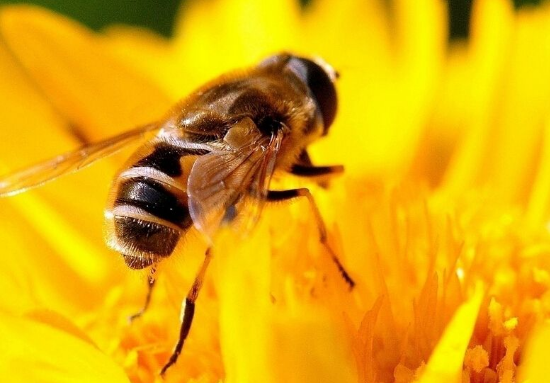 没有刺的蜜蜂，它们的命运将会变成怎么一个样子