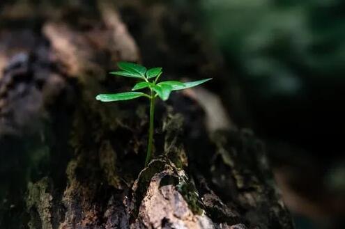 疫情里的感动与沉思 – 罗秉利