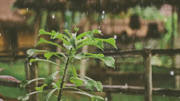 昆明雨季的雨 – 鹿桥