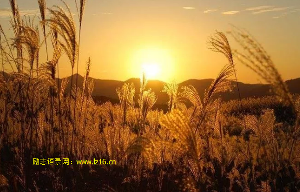 朝花还需夕拾 – 黄鑫