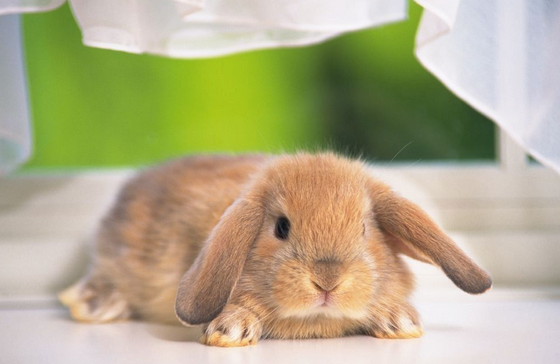 兔子 – 季羡林